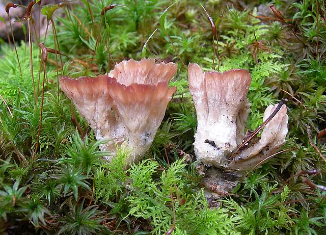 I  Funghi della collina pianeggiante